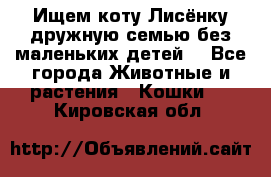 Ищем коту Лисёнку дружную семью без маленьких детей  - Все города Животные и растения » Кошки   . Кировская обл.